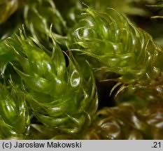 Attēlu rezultāti vaicājumam “Hypnum cupressiforme var. lacunosum sporophyte”