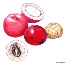 Attēlu rezultāti vaicājumam “Corynephorus canescens fruit”