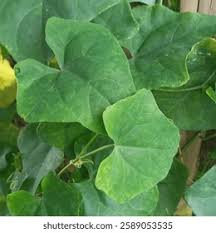 Attēlu rezultāti vaicājumam “Menispermum dauricum leaf”