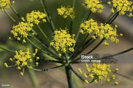 Attēlu rezultāti vaicājumam “Umbelliferae”