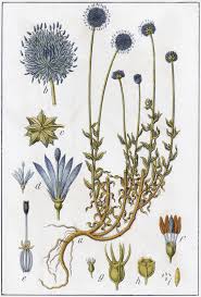 Attēlu rezultāti vaicājumam “Jasione montana”