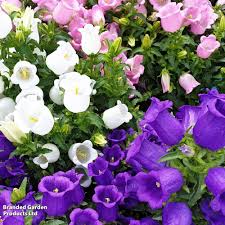 Image result for Campanula medium