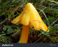 Attēlu rezultāti vaicājumam “Hygrocybe acutoconica”
