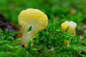 Attēlu rezultāti vaicājumam “Spathularia flavida”