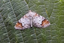 Attēlu rezultāti vaicājumam “Venusia blomeri”