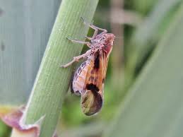 Attēlu rezultāti vaicājumam “Delphacidae”