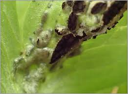 Attēlu rezultāti vaicājumam “Urocystis anemones spores”