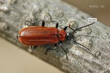 Attēlu rezultāti vaicājumam “Schizotus pectinicornis”