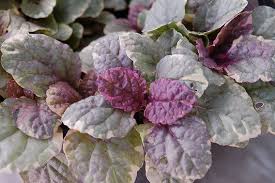 Attēlu rezultāti vaicājumam “Ajuga reptans leaf”