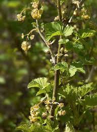 Attēlu rezultāti vaicājumam “Ribes rubrum flower”