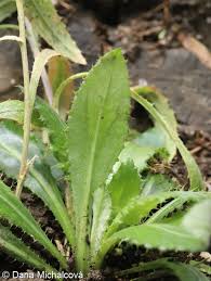 Attēlu rezultāti vaicājumam “Carlina biebersteinii fruit”