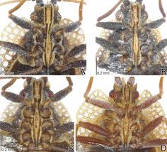 Attēlu rezultāti vaicājumam “Acalypta carinata”
