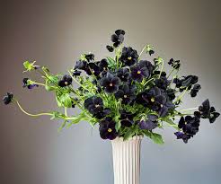 Image result for Viola x wittrockiana `Hiemalis`