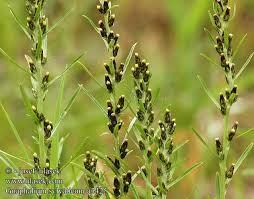 Attēlu rezultāti vaicājumam “Gnaphalium sylvaticum”
