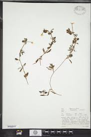 Attēlu rezultāti vaicājumam “Batrachium circinatum leaf”