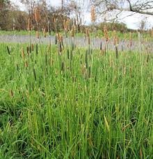 Attēlu rezultāti vaicājumam “Alopecurus pratensis fruit”