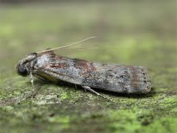 Attēlu rezultāti vaicājumam “Phycita roborella”