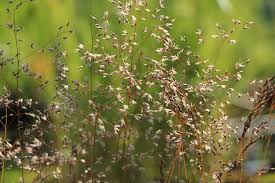 Attēlu rezultāti vaicājumam “Deschampsia flexuosa bud”