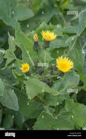 Attēlu rezultāti vaicājumam “Sonchus oleraceus leaf”