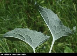 Attēlu rezultāti vaicājumam “Petasites spurius leaf”