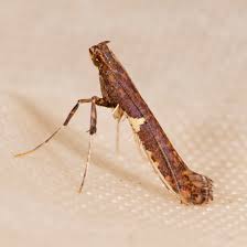 Attēlu rezultāti vaicājumam “Caloptilia stigmatella”