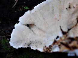 Attēlu rezultāti vaicājumam “Trametes versicolor”