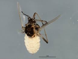 Attēlu rezultāti vaicājumam “Prociphilus xylostei”