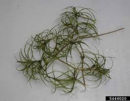 Attēlu rezultāti vaicājumam “Najas minor”