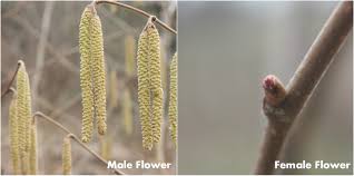 Attēlu rezultāti vaicājumam “Corylus avellana female flower”