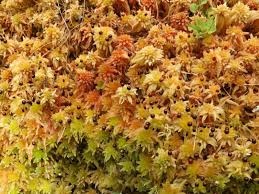 Attēlu rezultāti vaicājumam “Sphagnum quinquefarium”