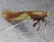 Attēlu rezultāti vaicājumam “Caloptilia alchimiella”