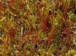 Attēlu rezultāti vaicājumam “Hygroamblystegium varium sporophyte”