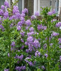 Image result for Hesperis matronalis