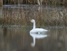 Attēlu rezultāti vaicājumam “Cygnus columbianus”