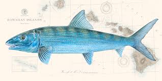 Image result for Albula glossodonta