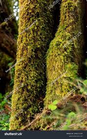 Attēlu rezultāti vaicājumam “Ctenidium molluscum”