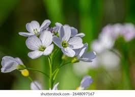 Attēlu rezultāti vaicājumam “Cardamine pratensis flower”