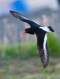 Attēlu rezultāti vaicājumam “Haematopus ostralegus adult”