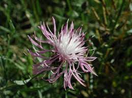 Attēlu rezultāti vaicājumam “Centaurea stoebe leaf”