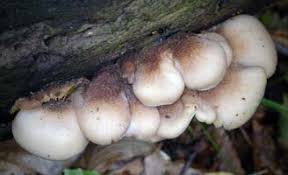 Attēlu rezultāti vaicājumam “Lycogala irregulare young”