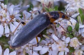 Attēlu rezultāti vaicājumam “Oedemeridae”