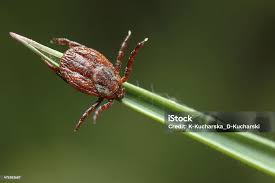 Attēlu rezultāti vaicājumam “Dermacentor reticulatus”