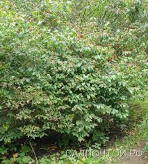 Attēlu rezultāti vaicājumam “Lonicera ferdinandii”