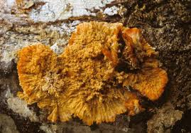 Attēlu rezultāti vaicājumam “Phlebia radiata”