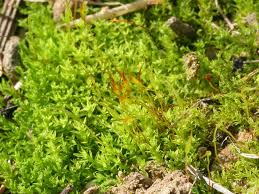 Attēlu rezultāti vaicājumam “Barbula”