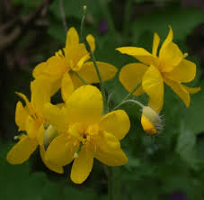Attēlu rezultāti vaicājumam “Chelidonium majus flower”