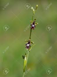 Attēlu rezultāti vaicājumam “Ophrys insectifera leaf”
