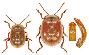 Attēlu rezultāti vaicājumam “Chrysolina staphylaea”