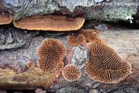 Attēlu rezultāti vaicājumam “Gloeophyllum abietinum”