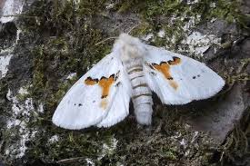 Attēlu rezultāti vaicājumam “Leucodonta bicoloria”